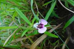 Impatiens fasciculata